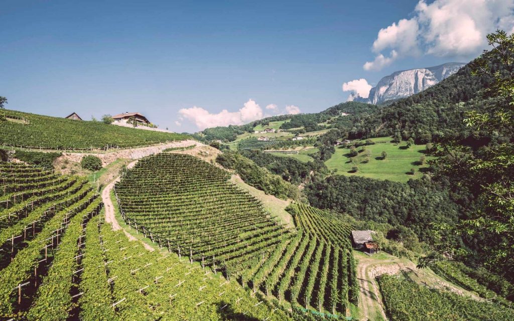 cena degustazione vini tenuta ebner in osteria